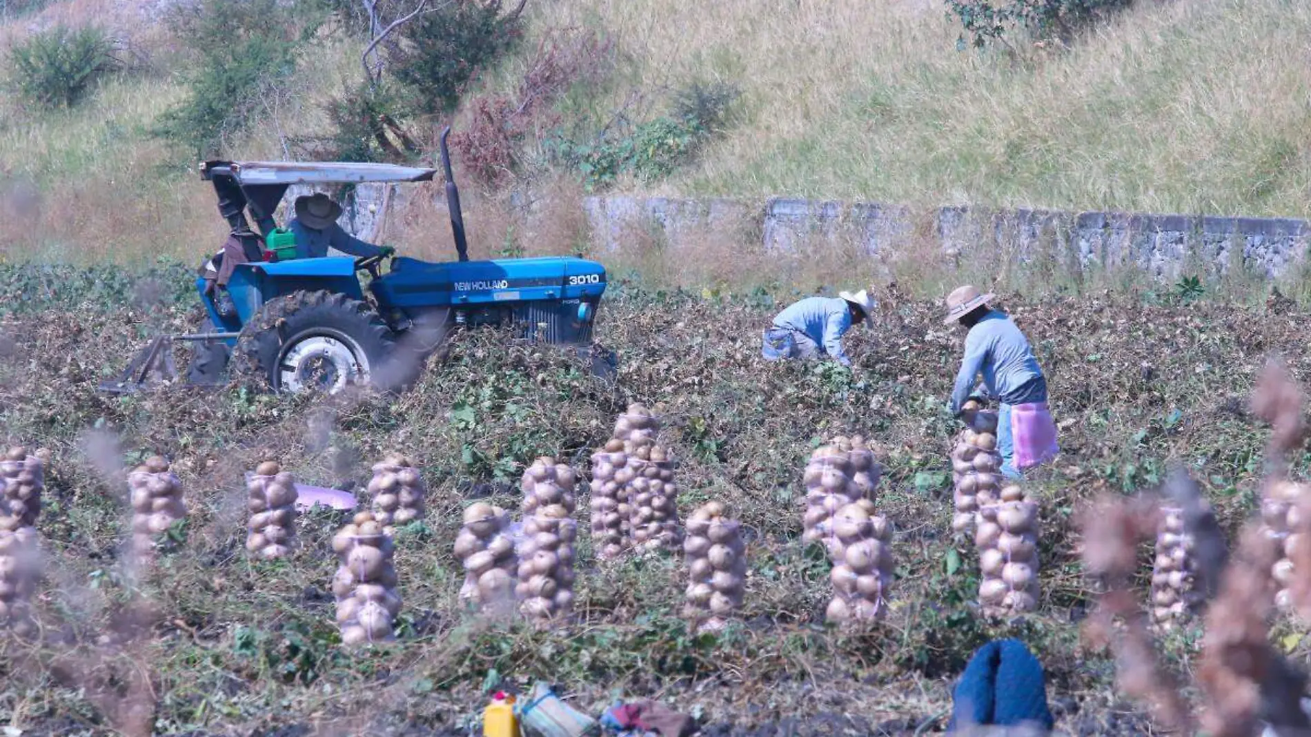 Trabajadores del campo